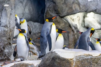 A group of penguins with bright yellow and orange markings on their heads stands on rocks against a backdrop of stone walls. The penguins appear to be gathered closely together, showcasing their black and white feather patterns.