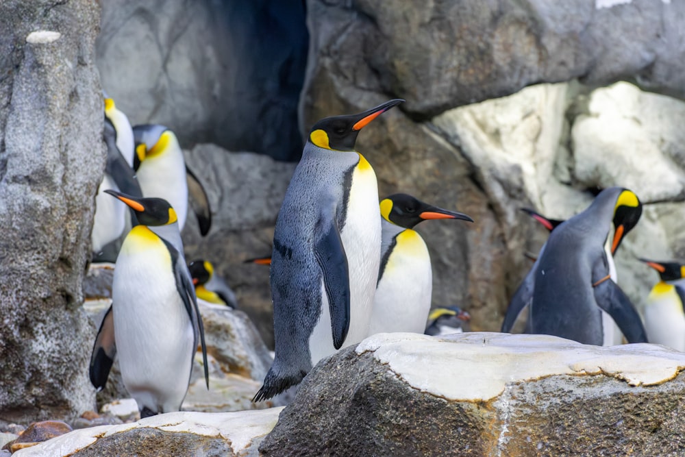Un grupo de pingüinos parados en lo alto de una roca
