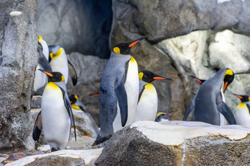 a group of penguins standing on top of a rock