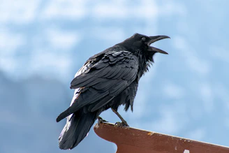 A sleek raven perched atop a modern office desk, symbolizing the gateway to the Corporate Realm Chronicles.