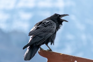 A black raven perched on the edge of a brown wooden surface, with its beak open as if cawing. The background is a soft focus, showcasing a blurred mix of light blue and white, suggesting a sky or mountainous landscape.