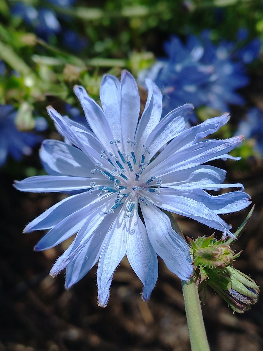 a close up of a blue flower on a plant