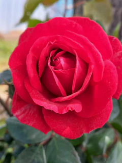 a close up of a red rose with green leaves