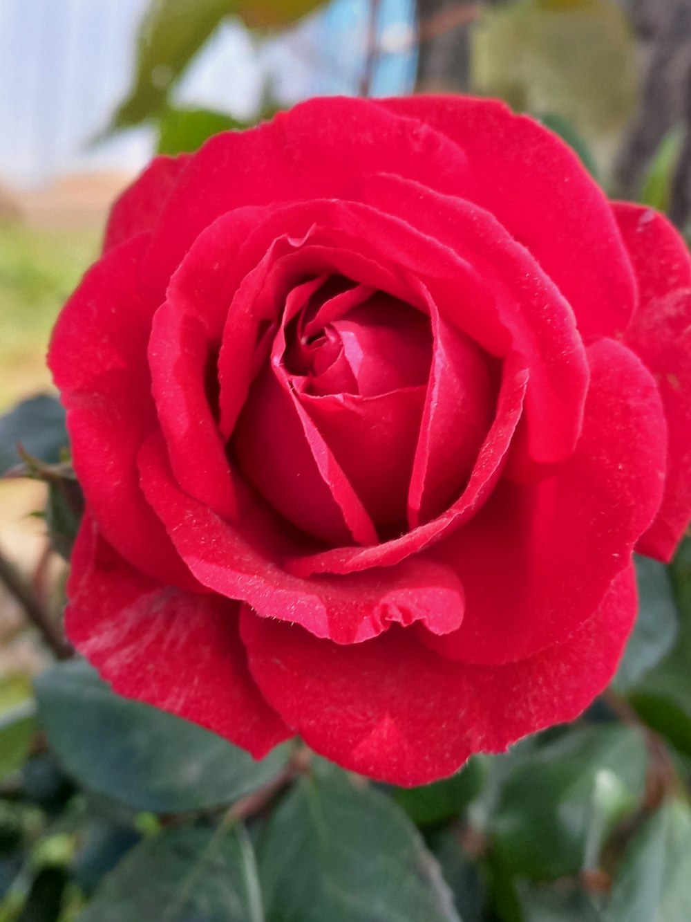 a close up of a red rose with green leaves