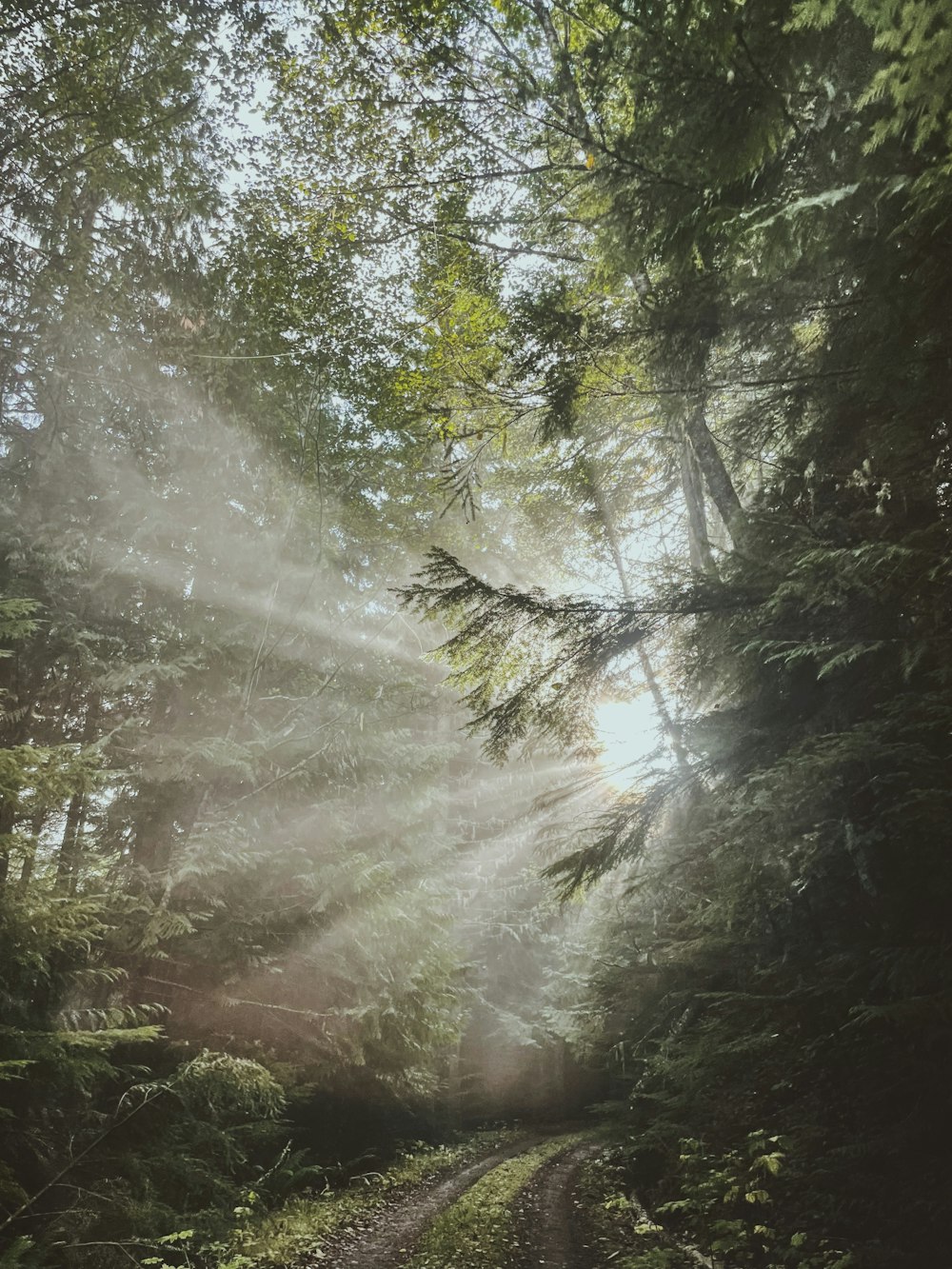 a dirt road in the middle of a forest