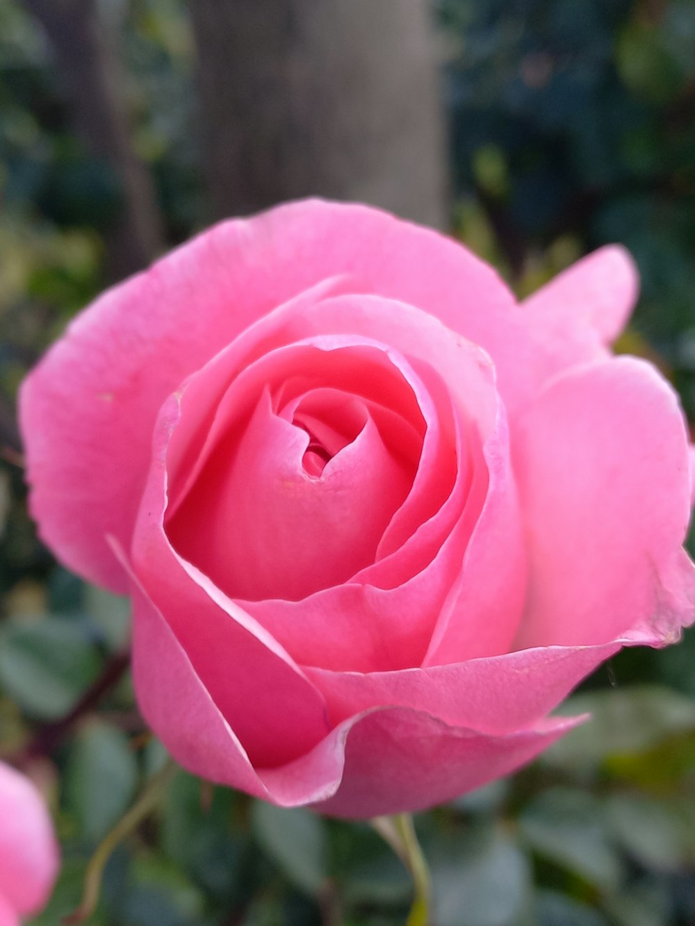 a pink rose is blooming in a garden