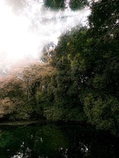 Sunlight filtering through lush greenery over a calm pond on a São Gonçalo property.
