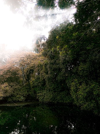 Sunlight filtering through lush greenery over a calm pond on a São Gonçalo property.