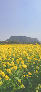 a field of yellow flowers with a mountain in the background