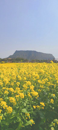 a field of yellow flowers with a mountain in the background