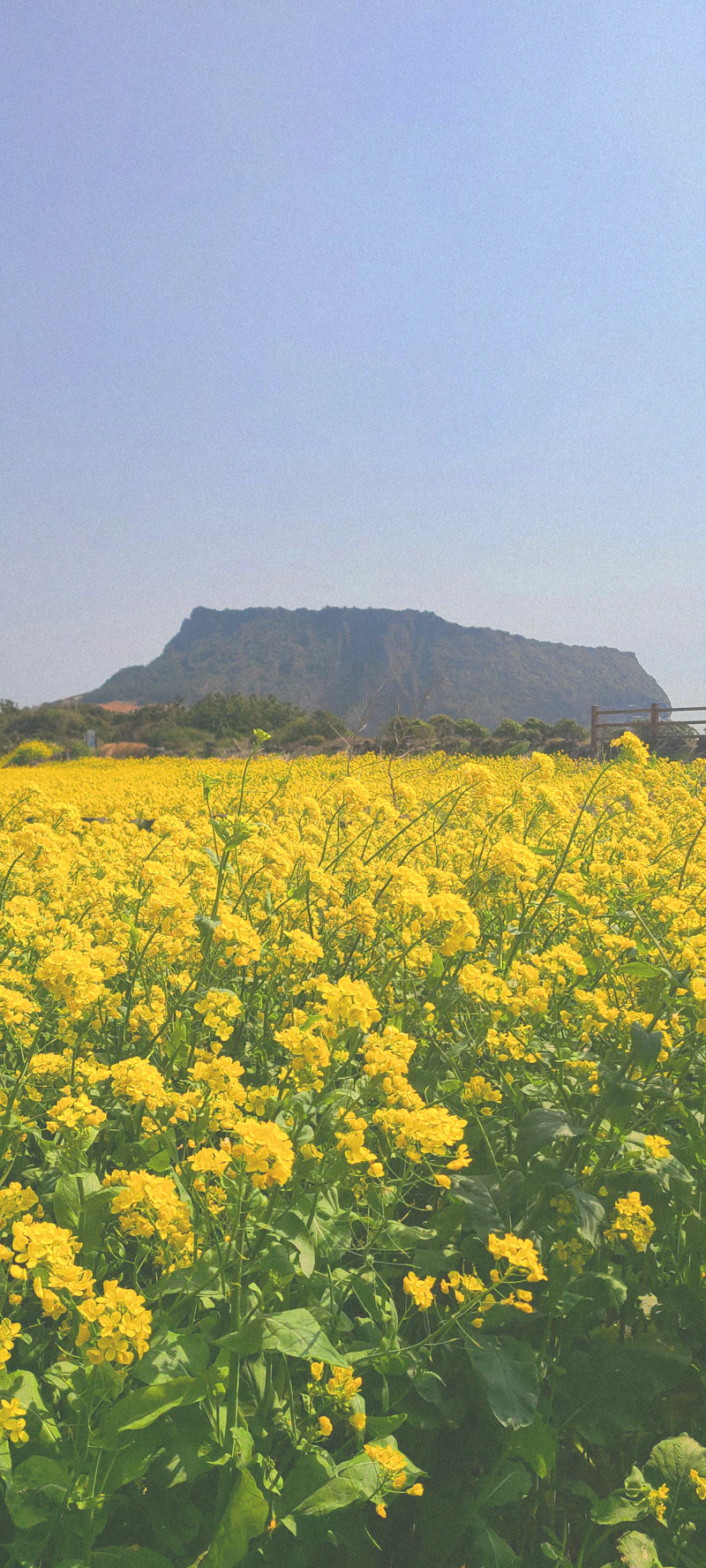 Ladang bunga kuning Jeju