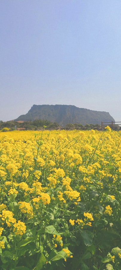 Ladang bunga canola dengan latar Hallasan Mountain di Jeju Island sebagai bagian dari itinerary alam korea