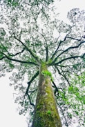 a tall tree with lots of green leaves