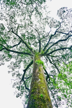 a tall tree with lots of green leaves