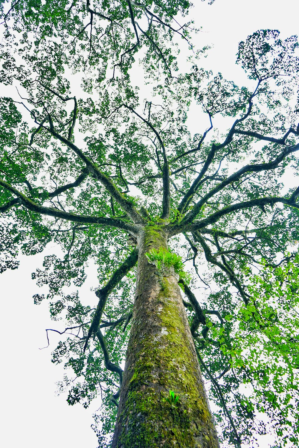 a tall tree with lots of green leaves