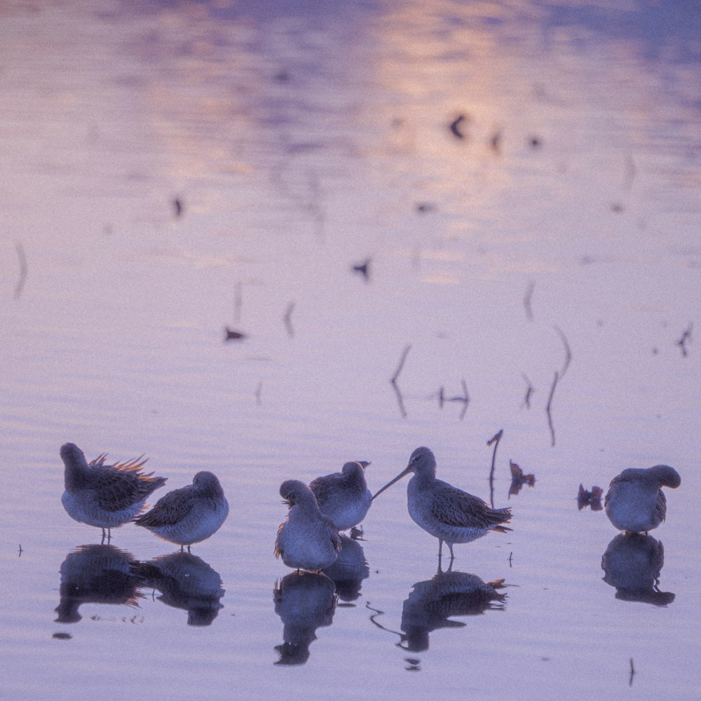 a flock of birds standing on top of a body of water