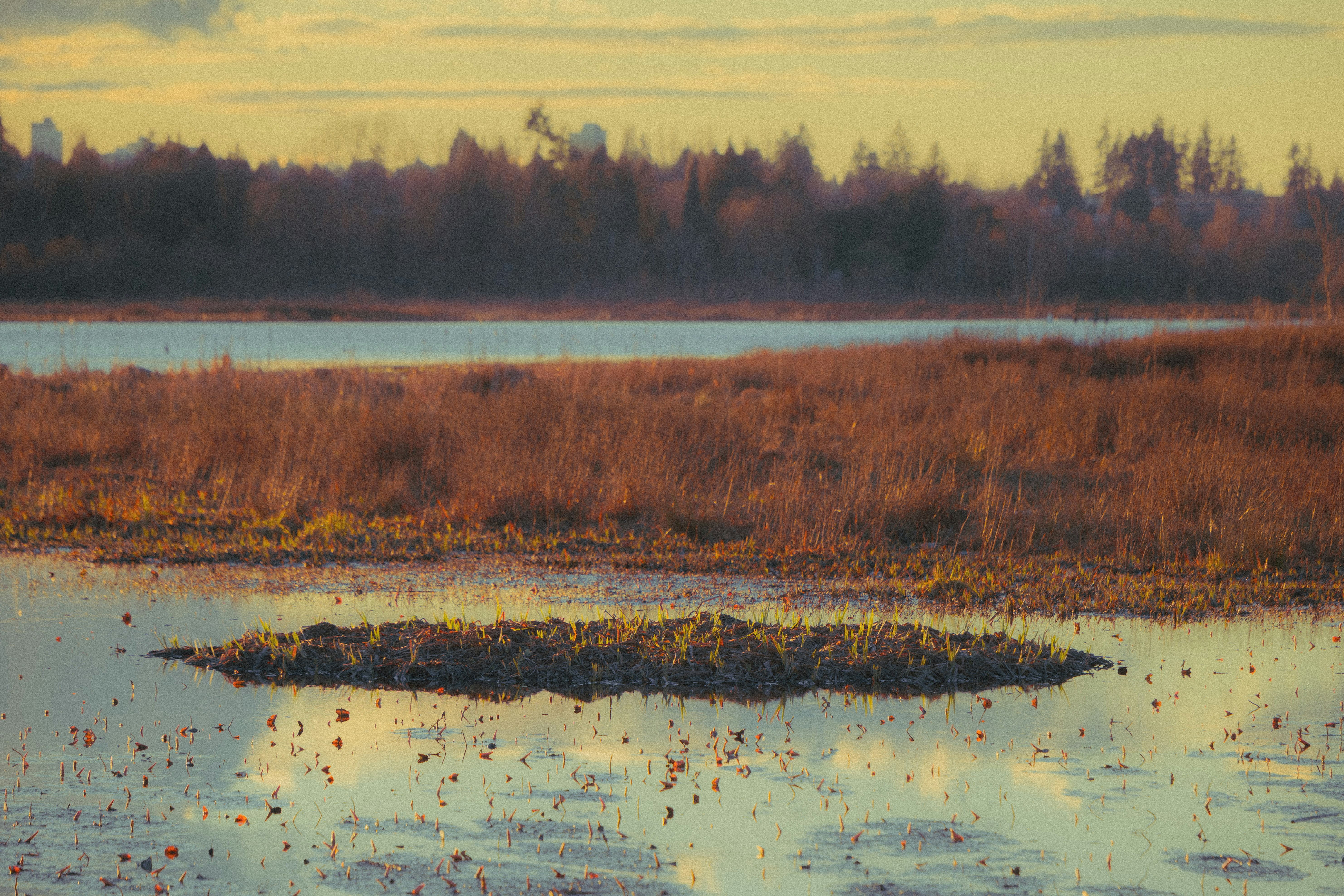 Brandon Swamp Wildlife Management Area