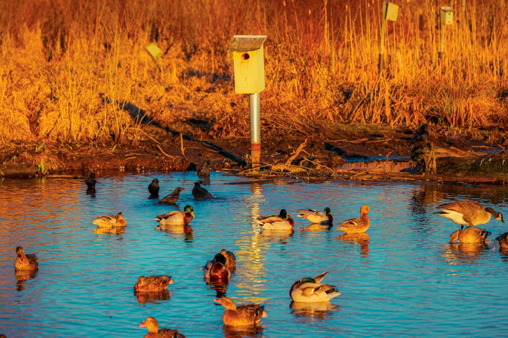 a flock of ducks floating on top of a lake