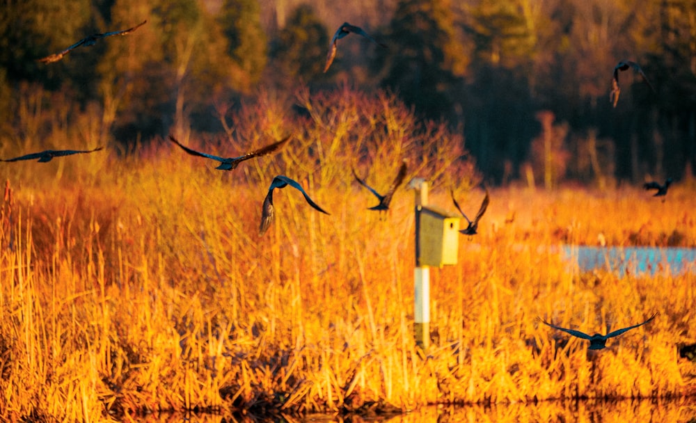 a flock of birds flying over a body of water