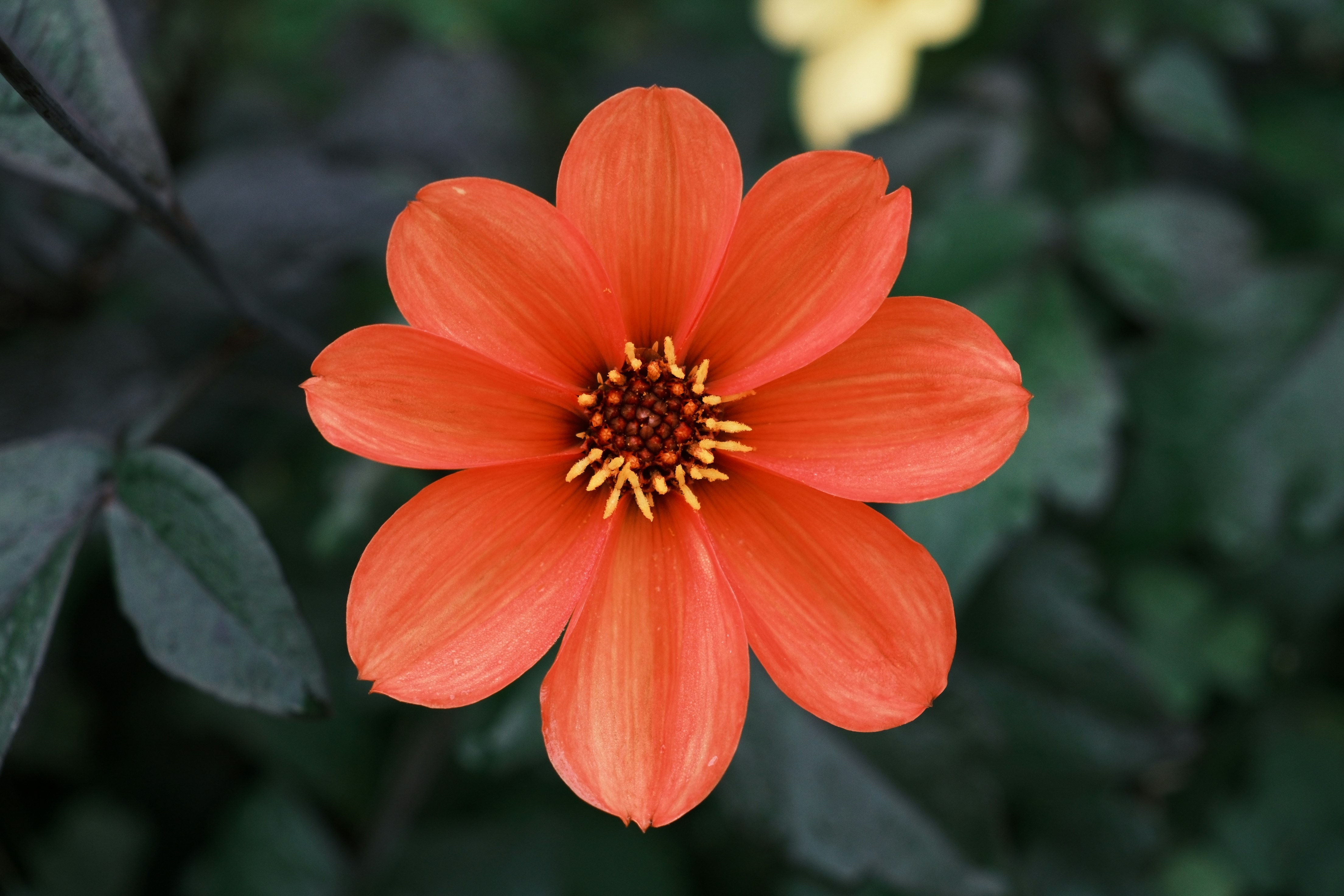 Photo by seiya_maeda