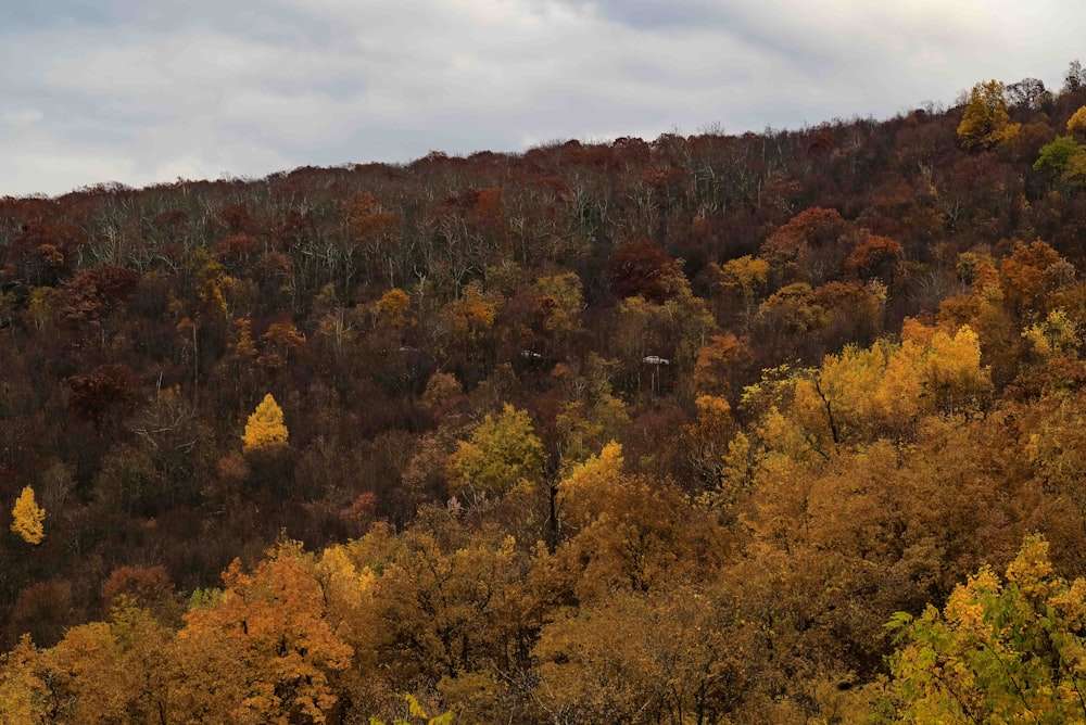 a hillside covered in lots of colorful trees
