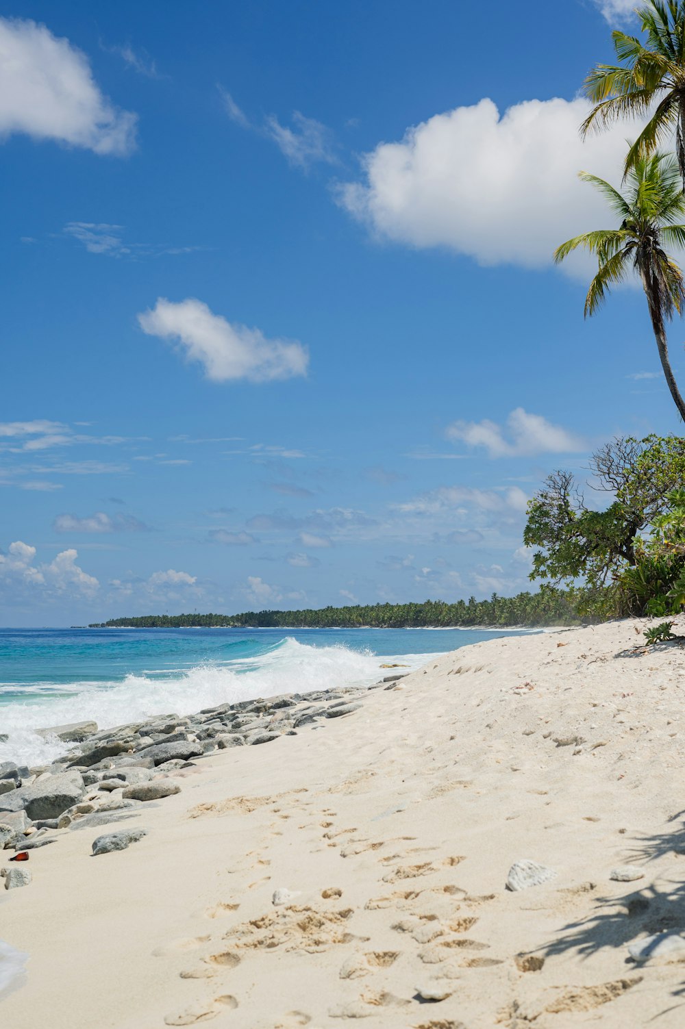 a sandy beach with a palm tree and ocean in the background