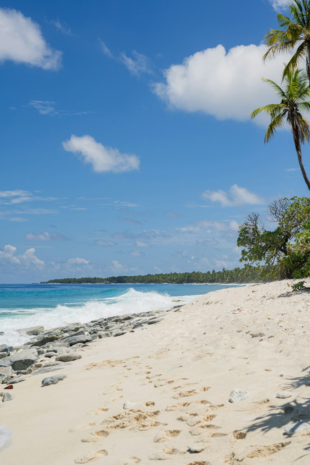una spiaggia sabbiosa con una palma e l'oceano sullo sfondo