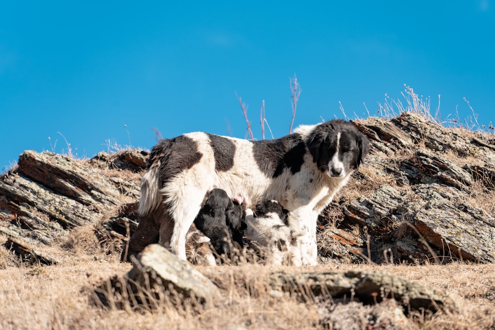 a black and white dog standing on top of a dry grass covered hillside