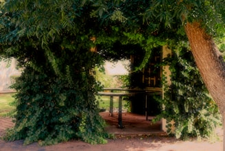 A wooden table surrounded by lush green vines and foliage, creating a natural canopy. The setting appears serene and shaded, with sun-dappled patterns on the ground. An outdoor space that invites relaxation and solitude.