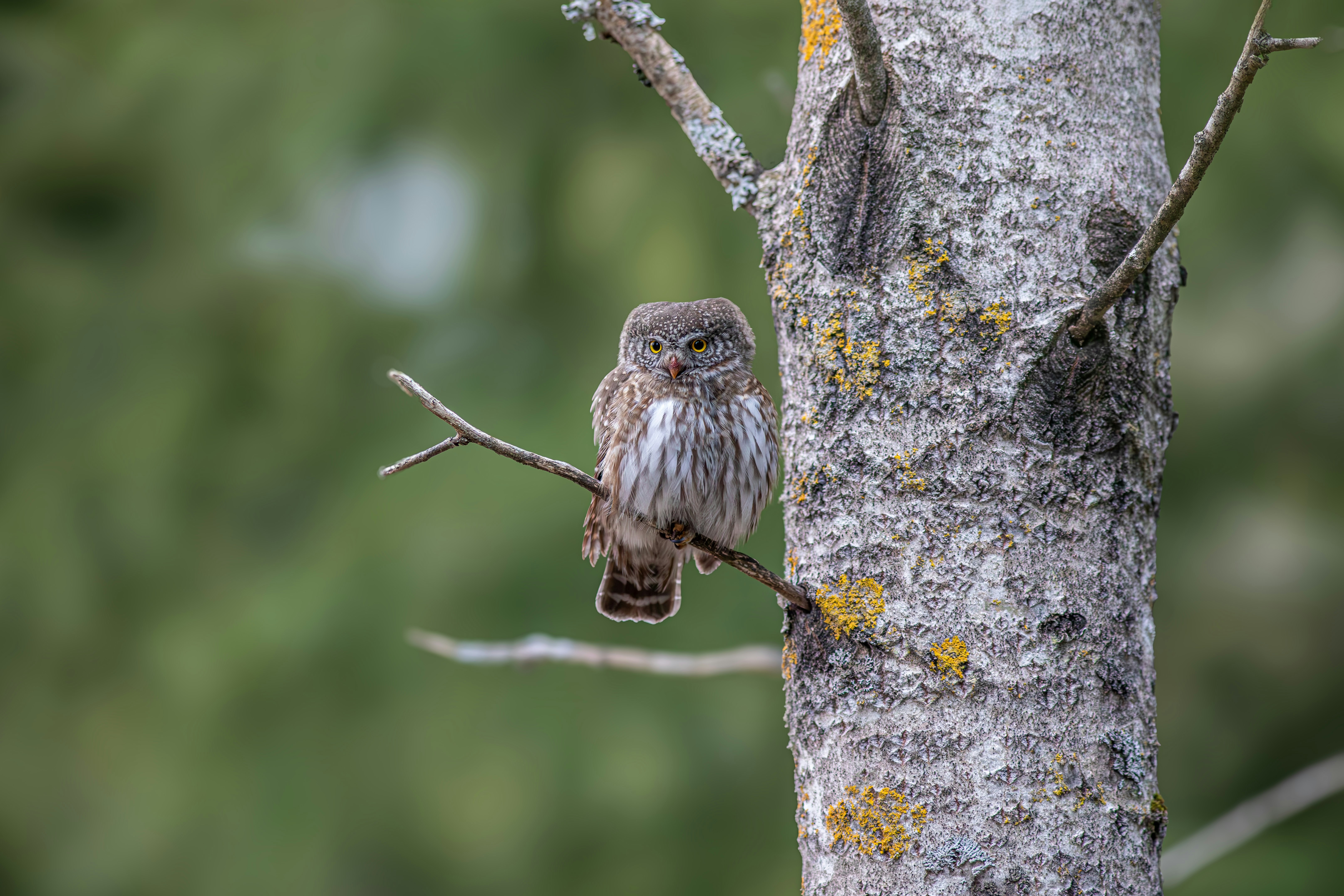 Photo by erik_karits