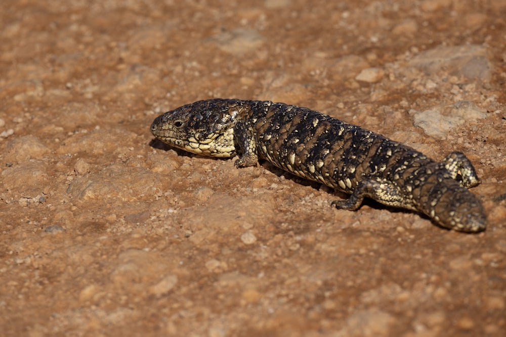 a small lizard walking across a dirt field