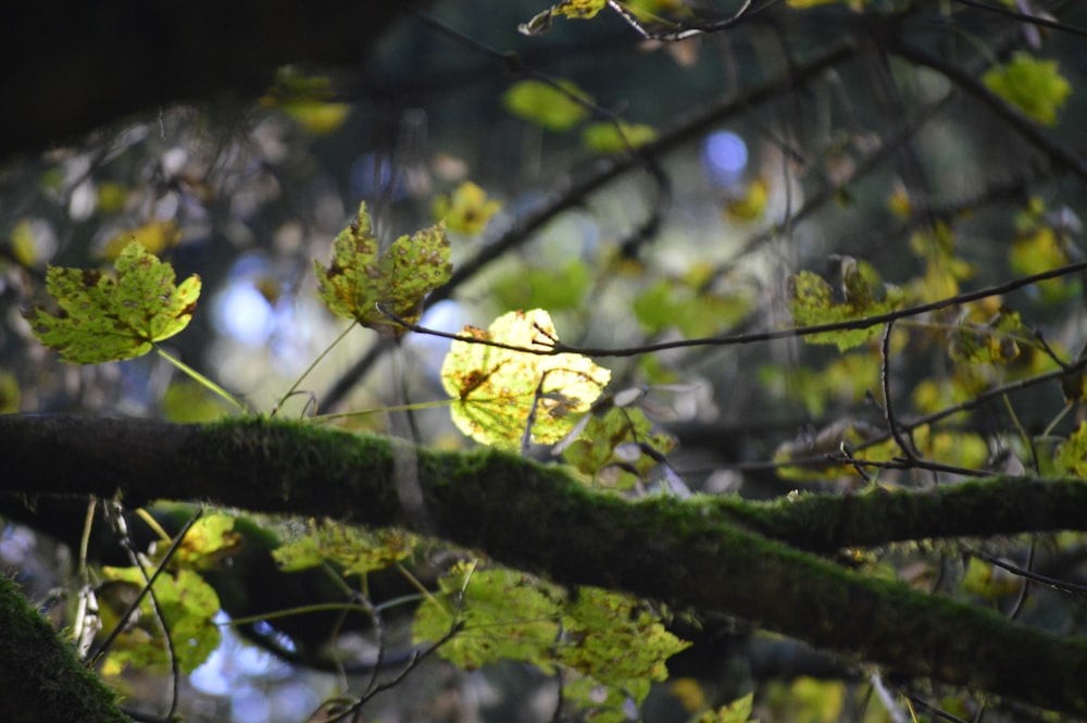 a branch of a tree with green leaves