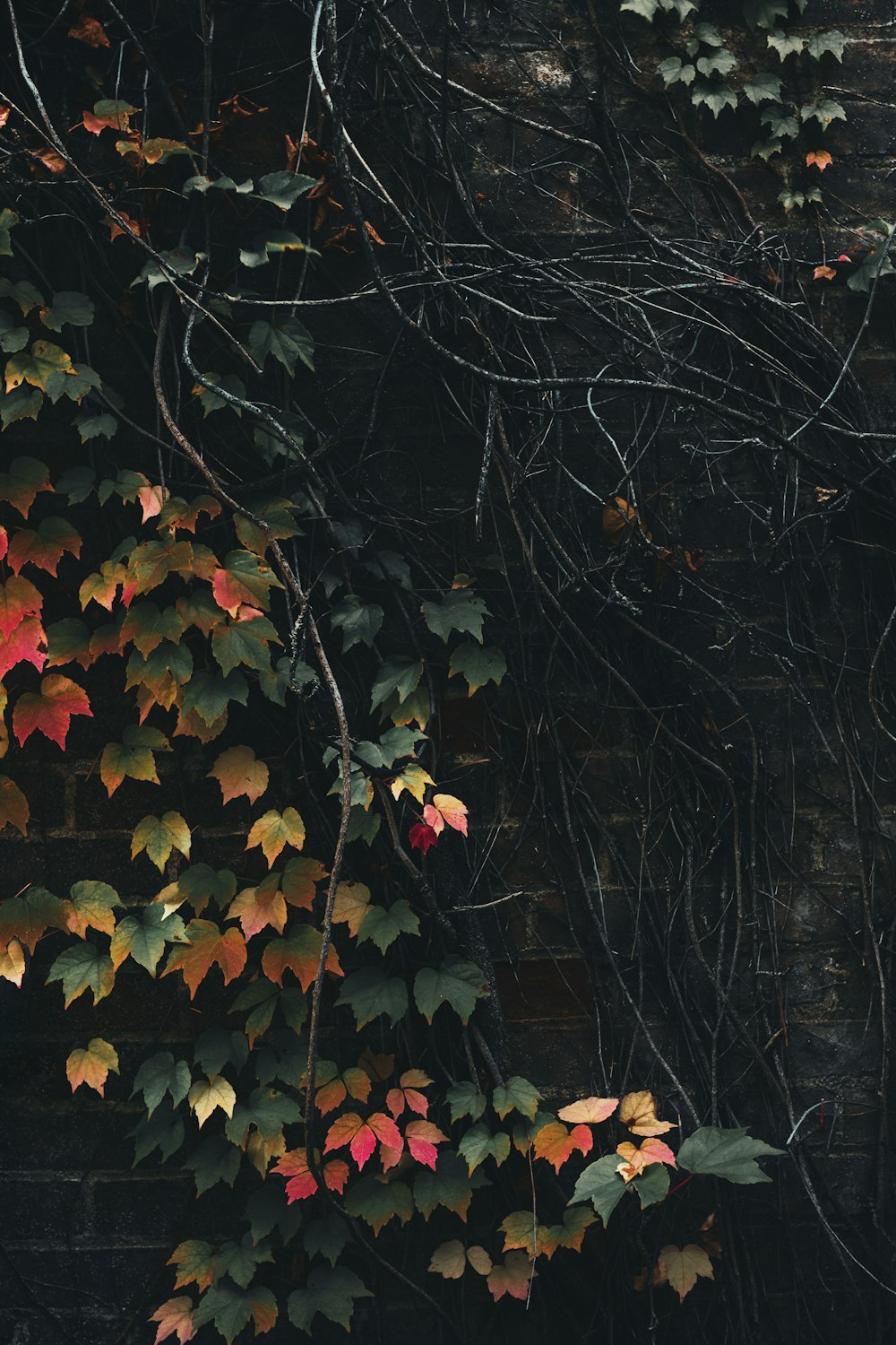 덩굴과 나뭇잎으로 뒤덮인 벽돌 벽