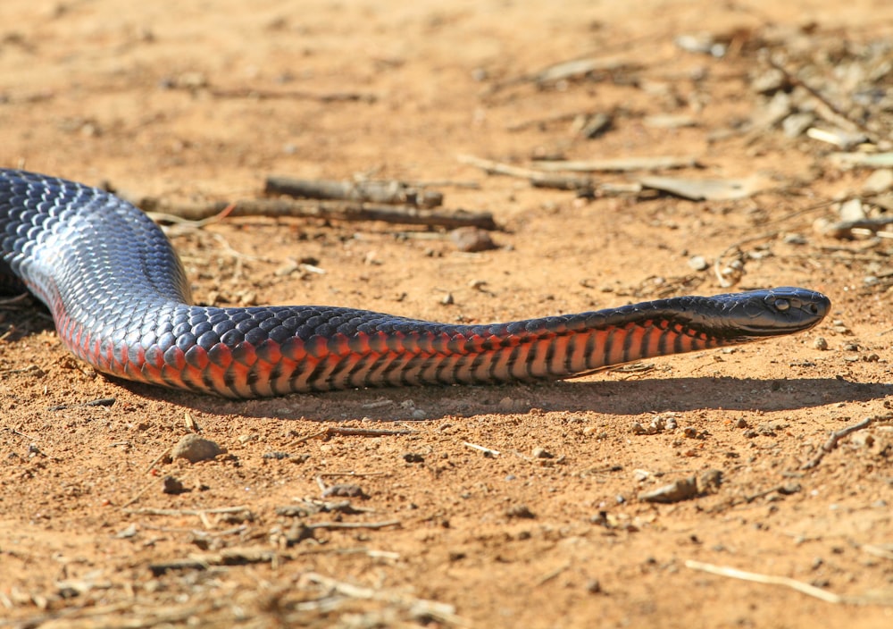 a red and blue snake on the ground