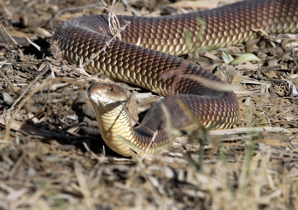 a close up of a snake on the ground