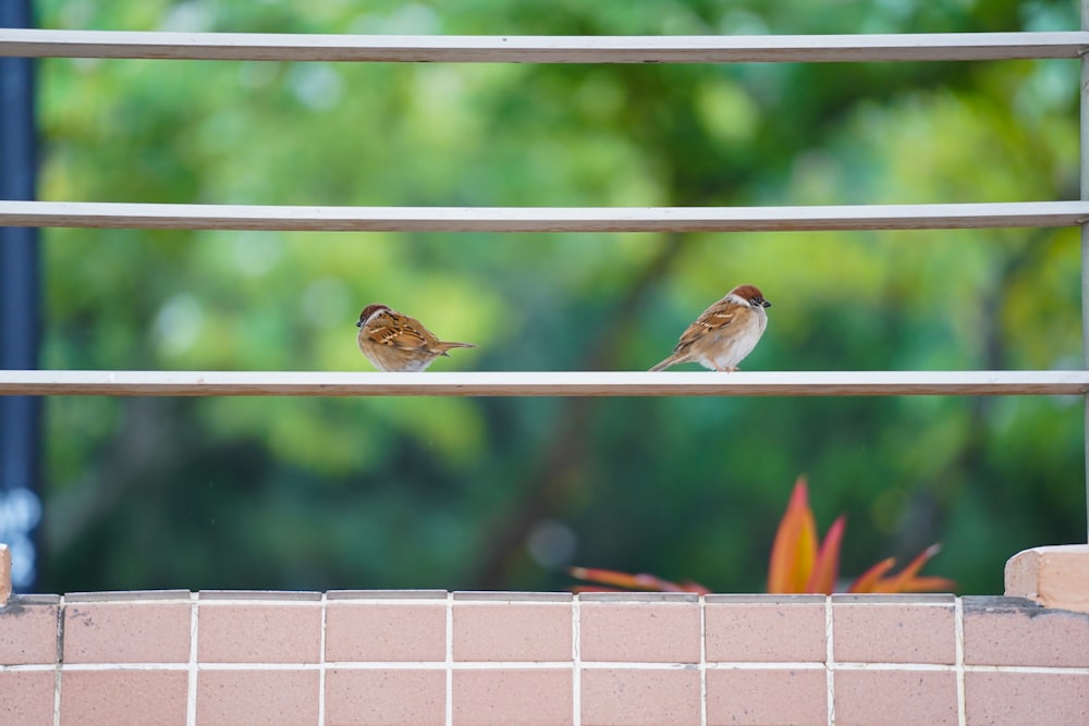 two small birds perched on top of a brick wall