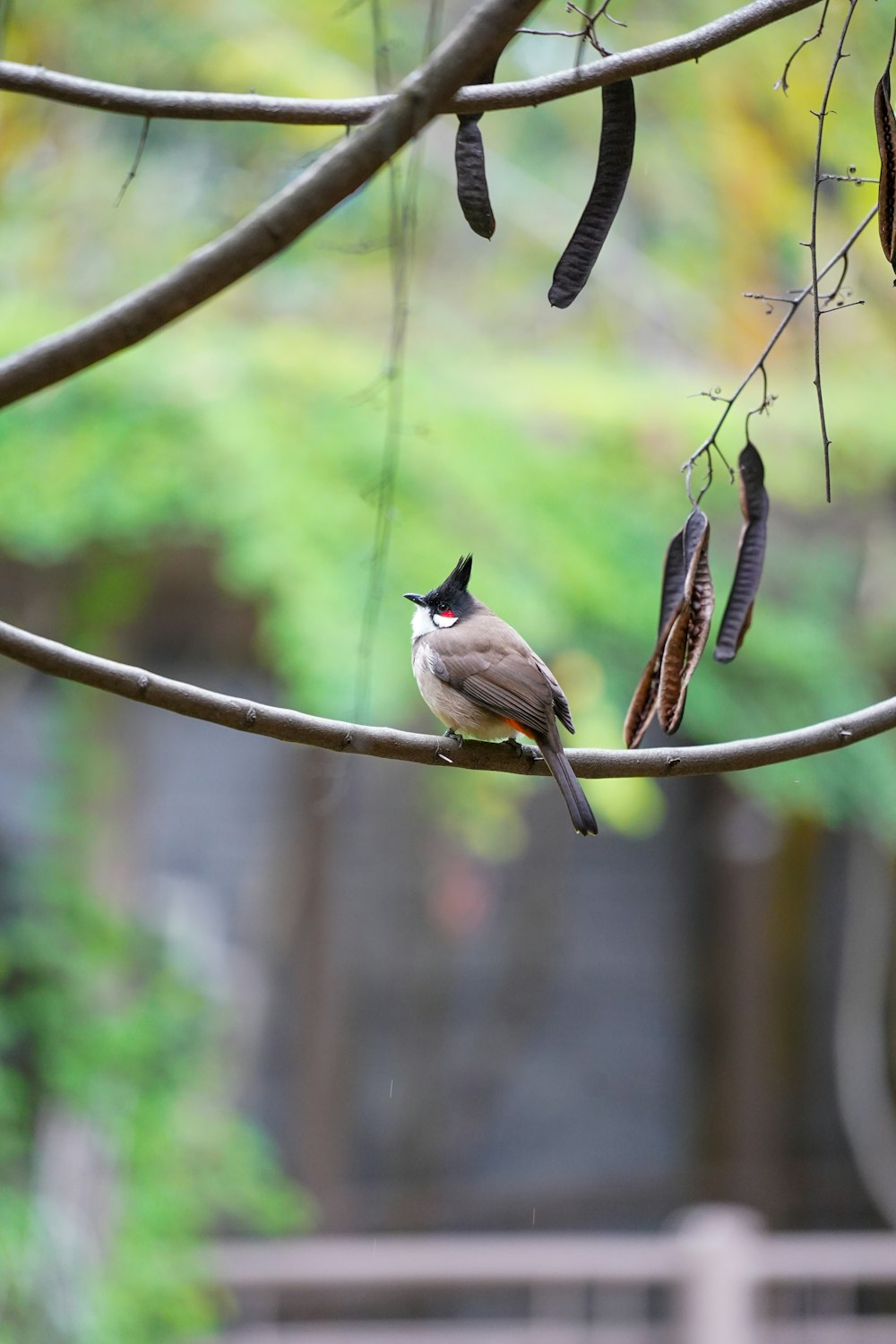 a small bird perched on a branch in a tree