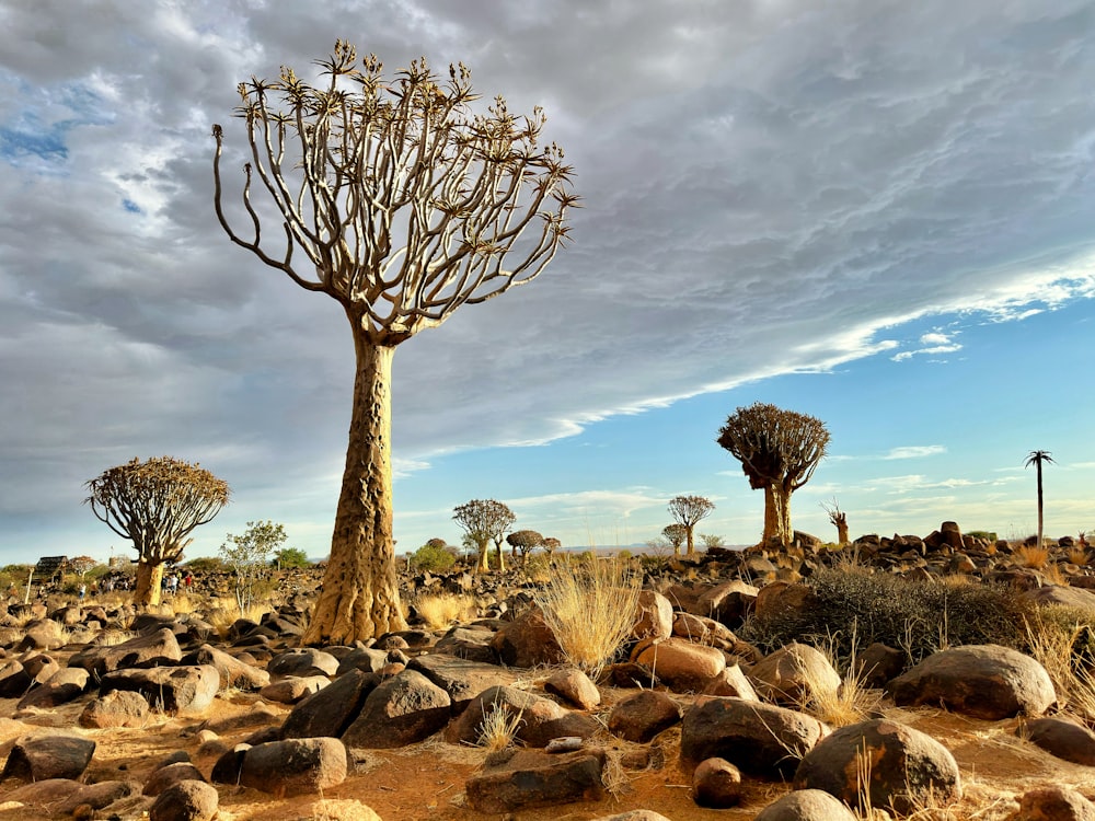 a group of trees in the middle of a desert