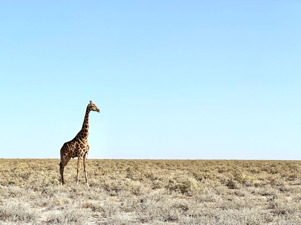 a giraffe standing in the middle of a field