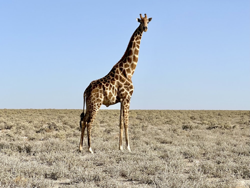 a giraffe standing in the middle of a field