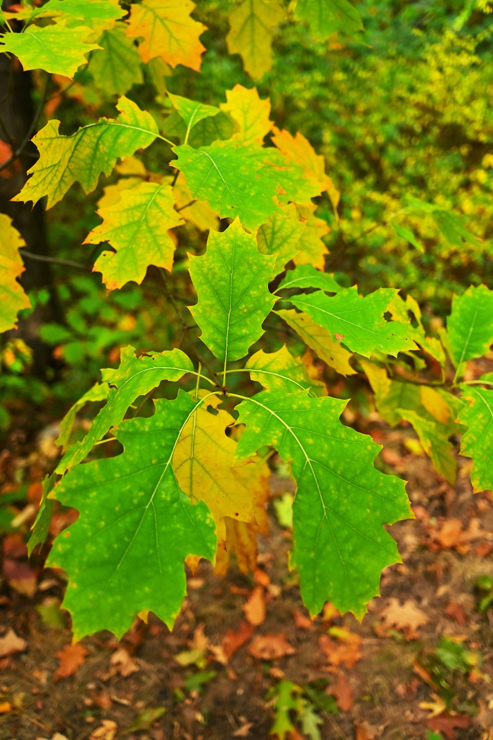 Un primer plano de un árbol frondoso verde