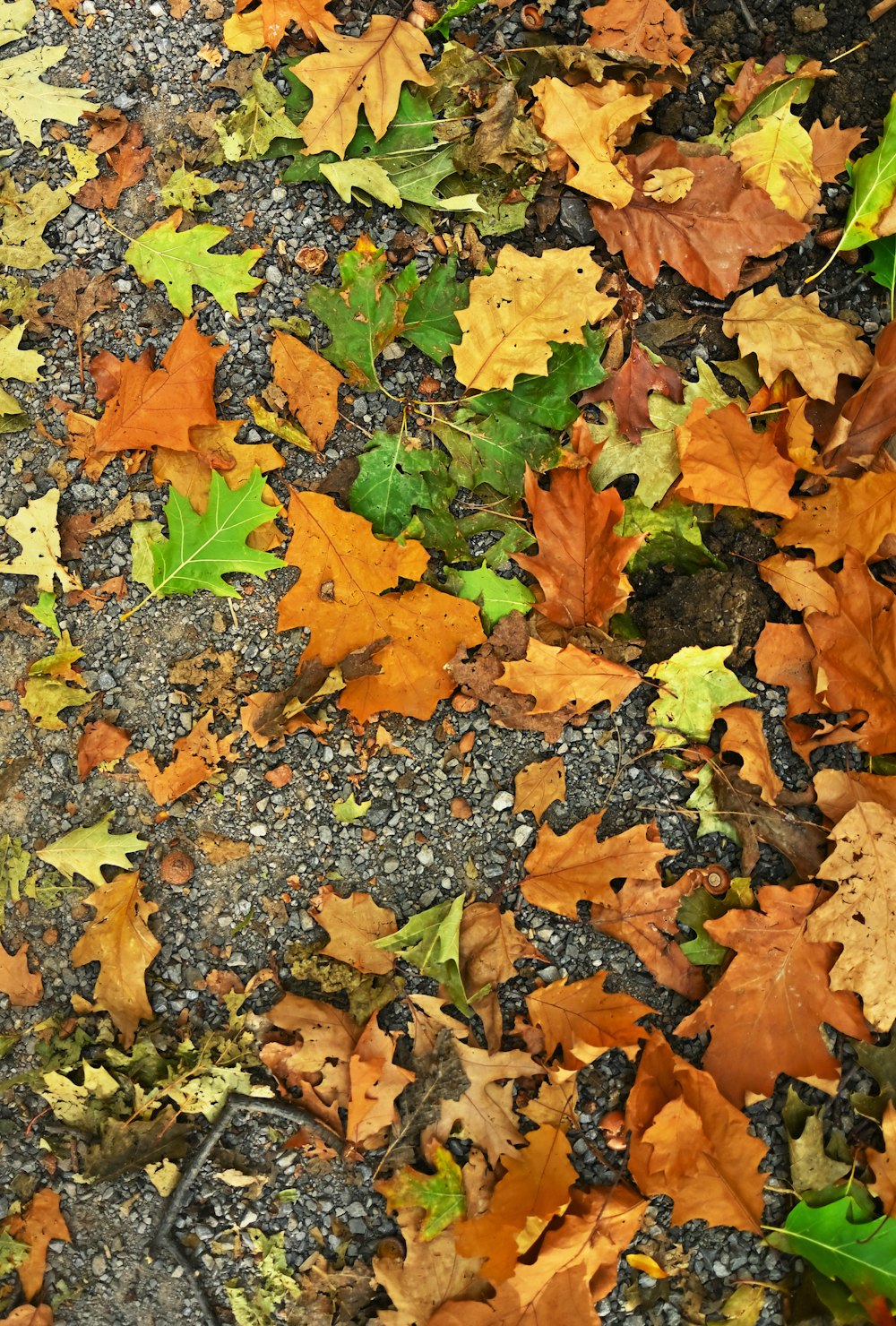 a bunch of leaves that are laying on the ground