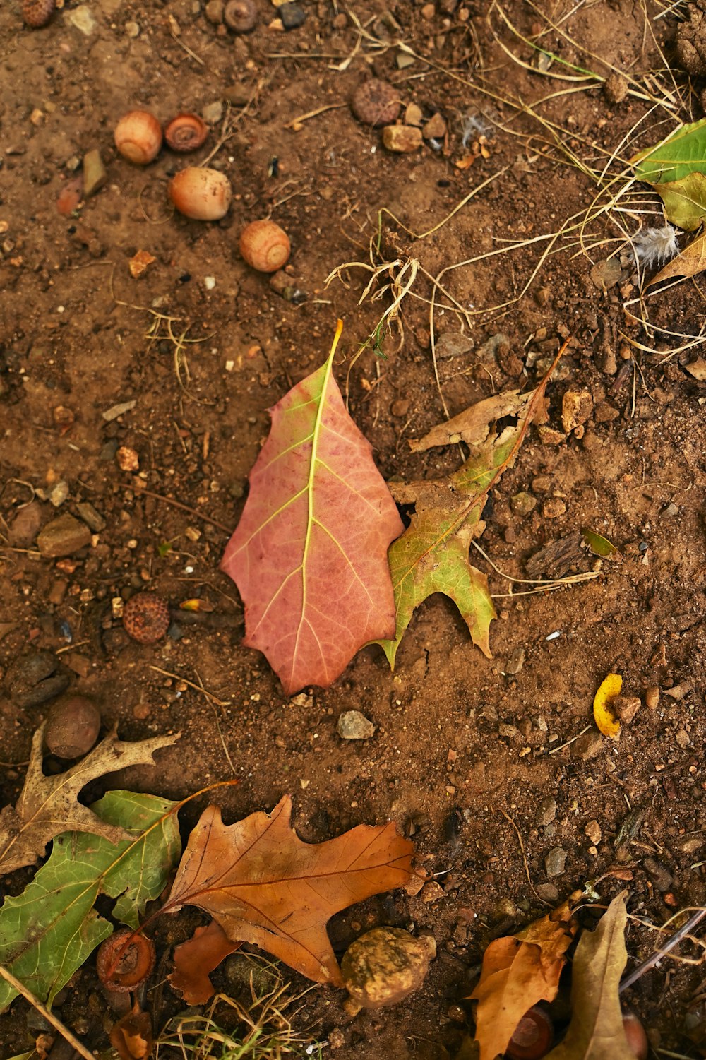a leaf laying on the ground next to nuts
