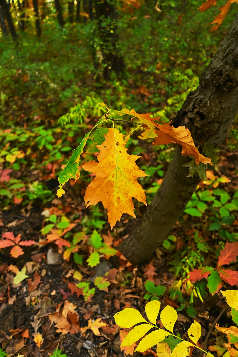 a leaf is hanging from a tree in the woods