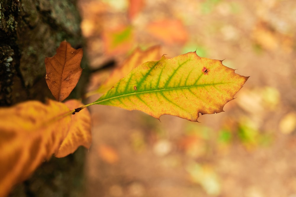 a yellow leaf on a tree in the woods