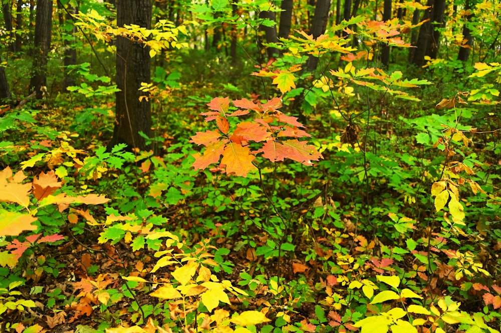 Un bosque lleno de muchas hojas verdes y amarillas