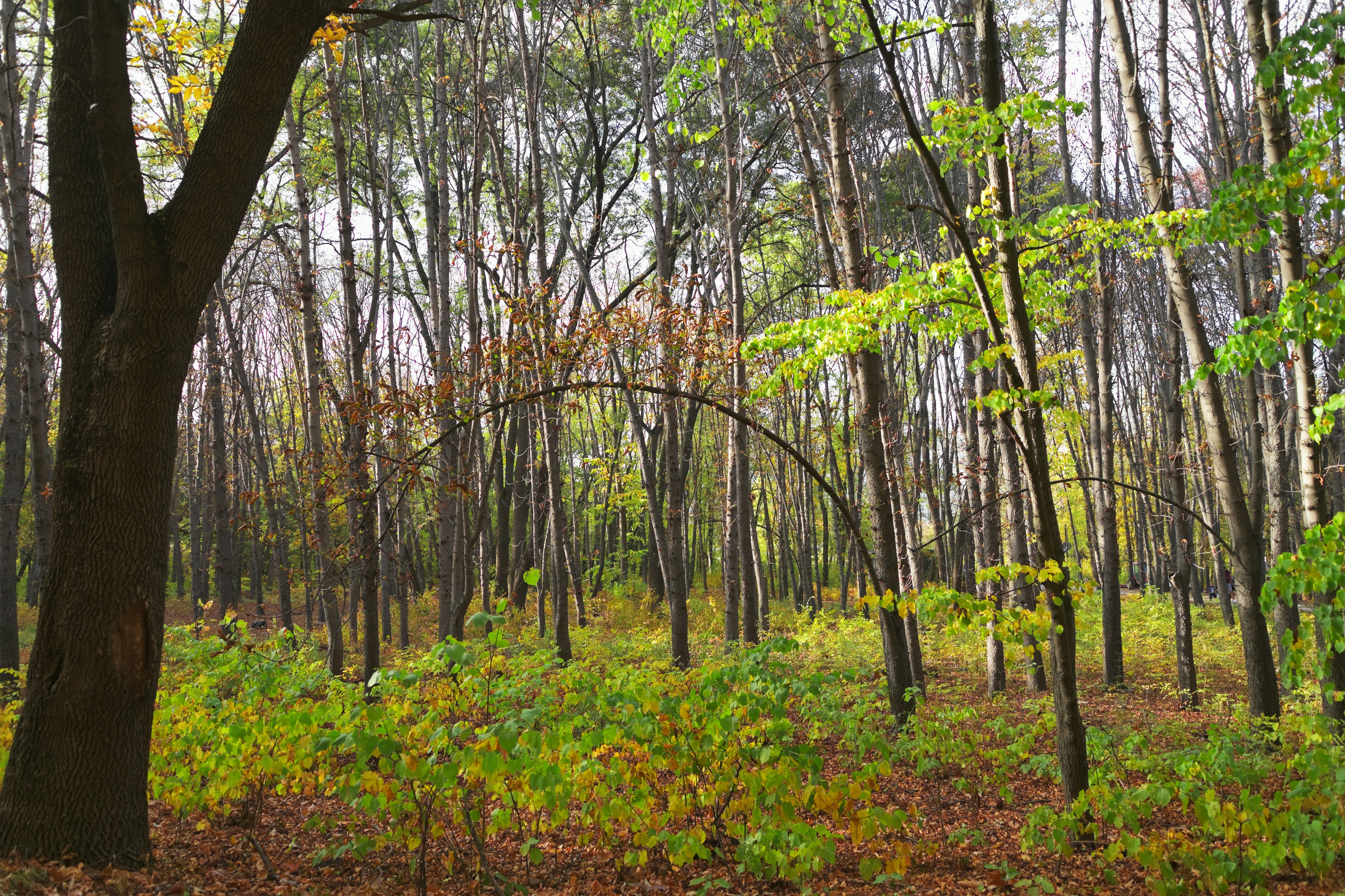 a forest filled with lots of trees and lots of leaves