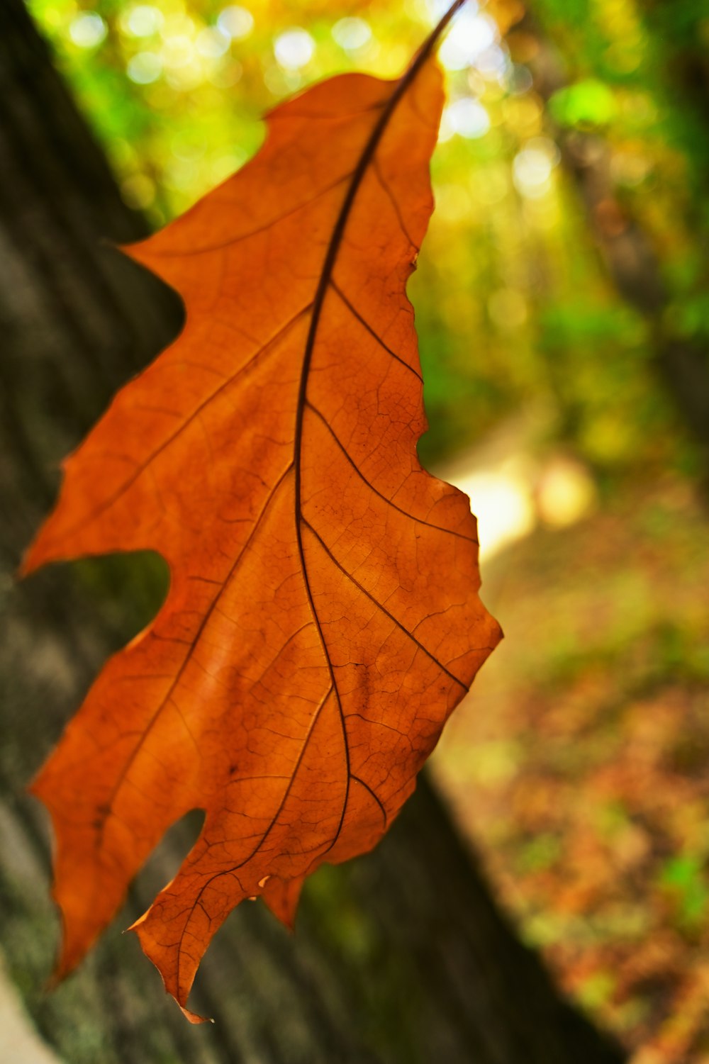 a single leaf hanging from a tree in a forest