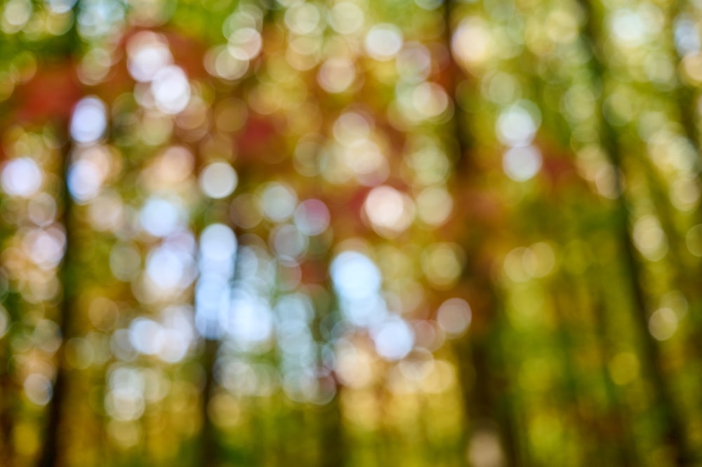 a blurry photo of a bamboo forest