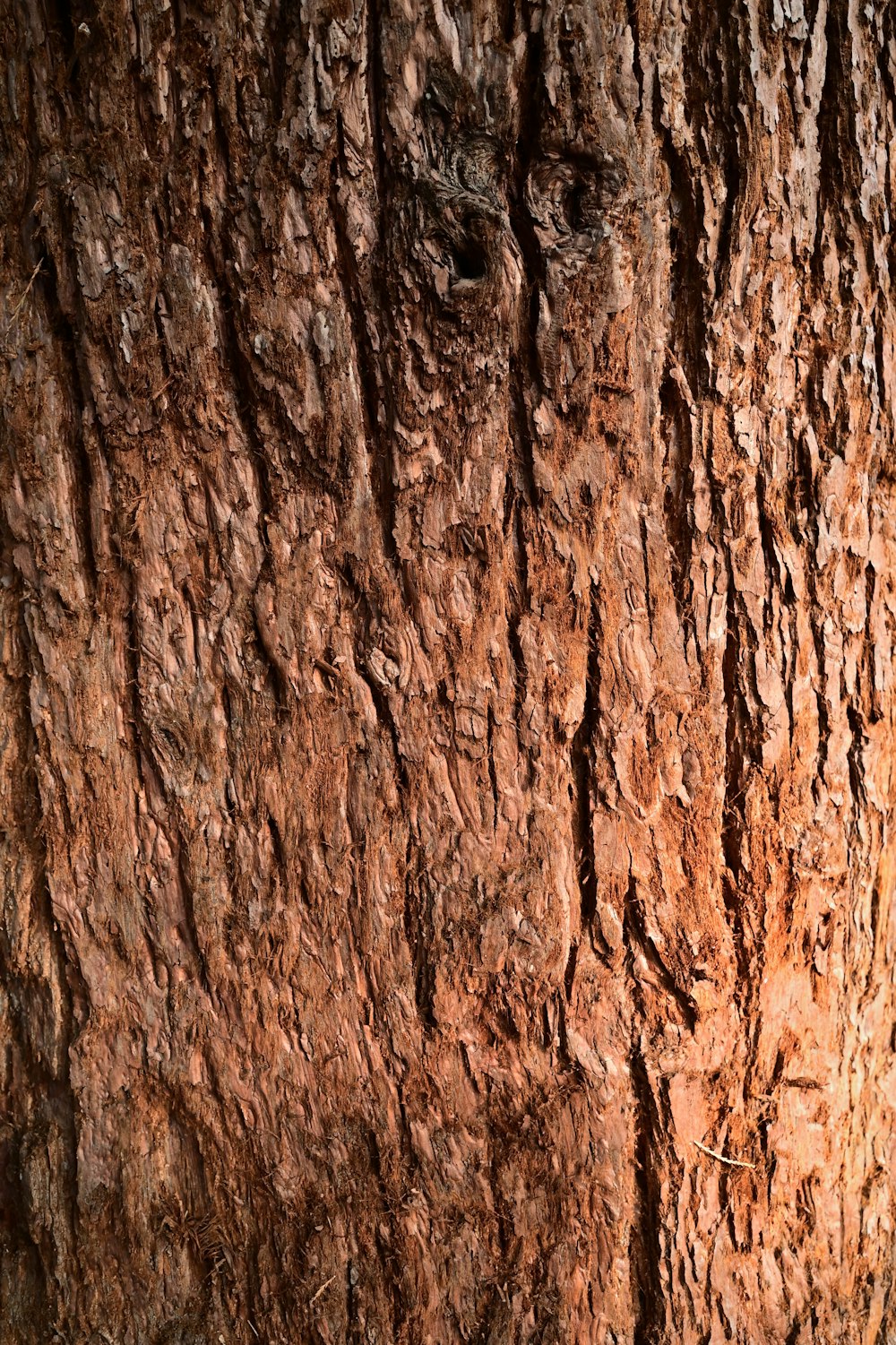 a close up of the bark of a tree